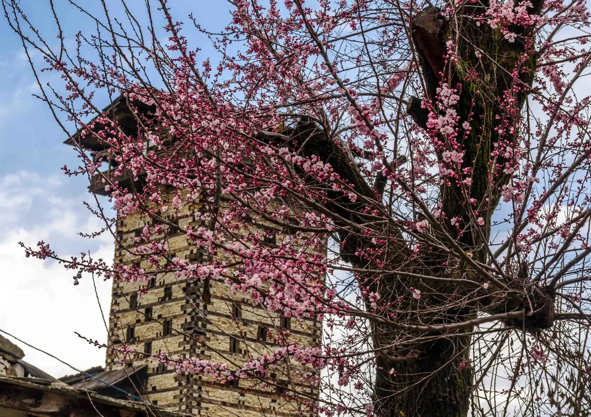 Pink spring blossoms in front of Chehni Kothi, a traditional stone-and-timber tower