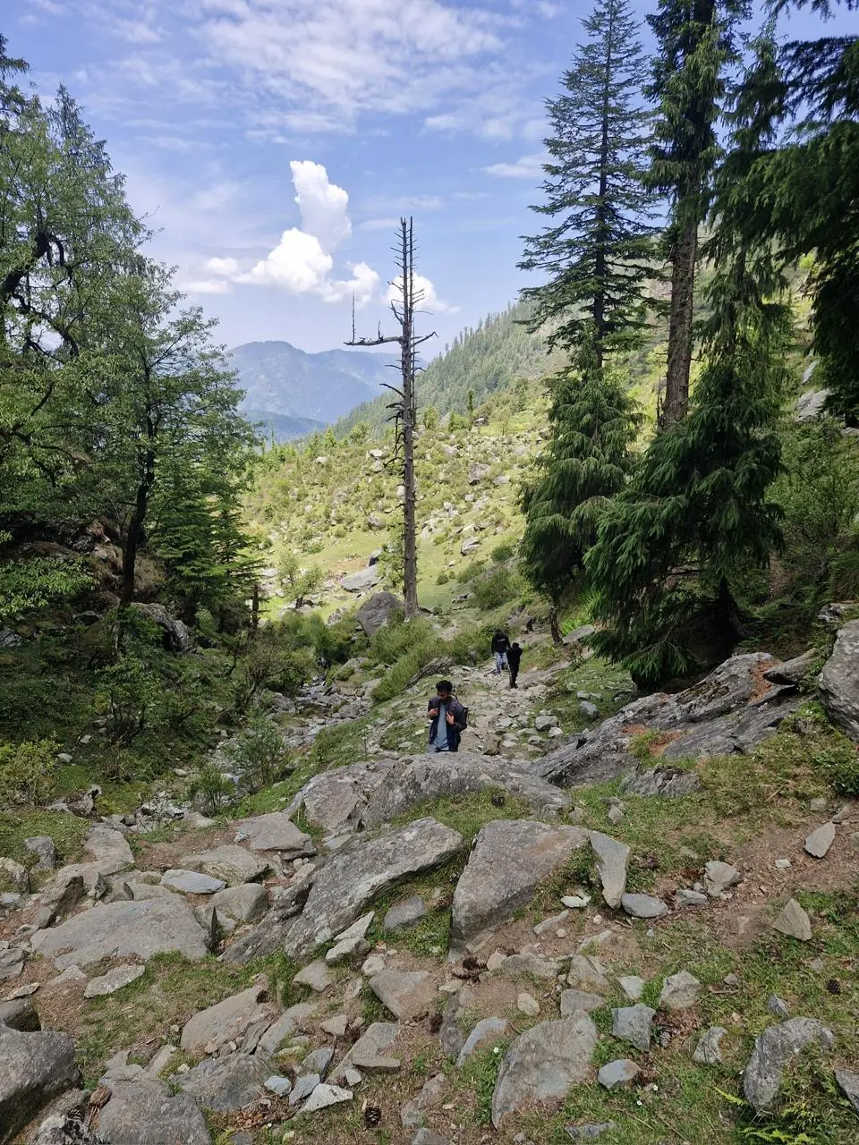 Hikers on a rocky forest trail among tall deodar and pine trees, with green hills and blue sky beyond